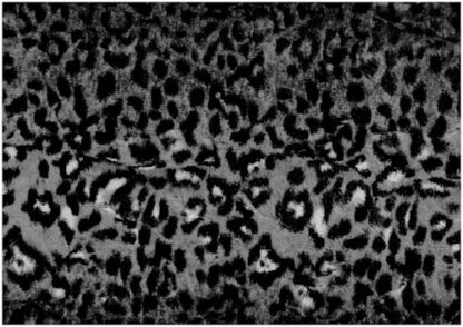 1704-1 gross.jpg